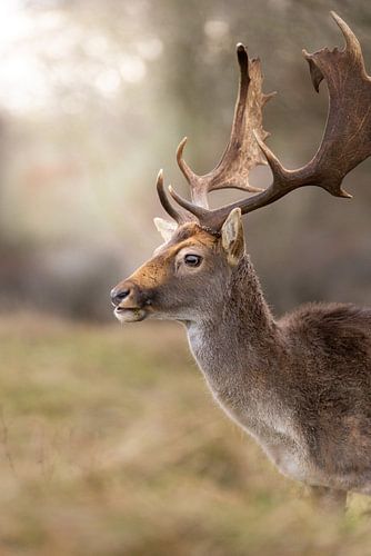 Damhirsch in der Natur