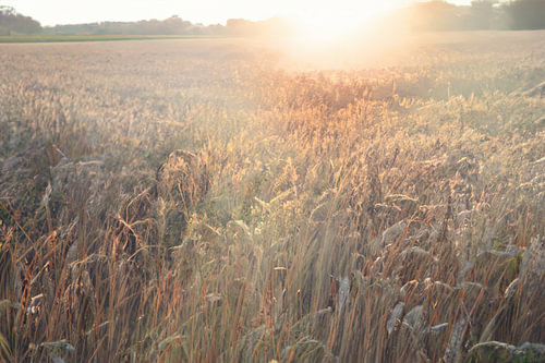A romantic new image of a landscape in which the sun slowly disappears, as if in a mysterious film