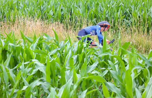 Rider looking for glory among corn