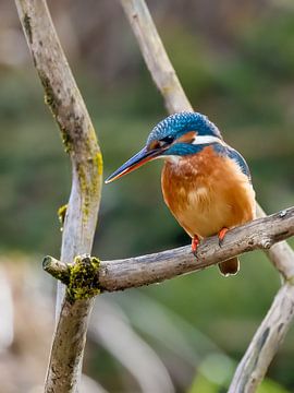 The kingfisher has everything in view by Christina Bauer Photos