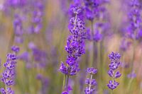 Lavendel