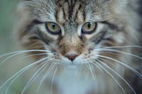 Katze