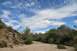 Spaziergang durch ein trockenes Bett von Bernard van Zwol