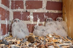 Turmfalkenküken ( Falco tinnunculus ), Jungvögel warten in ihrem Nest in einer Nisthilfe auf Futter,