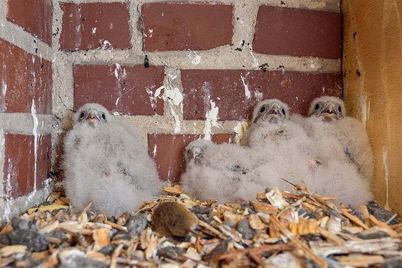 Turmfalkenküken ( Falco tinnunculus ), Jungvögel warten in ihrem Nest in einer Nisthilfe auf Futter, par wunderbare Erde