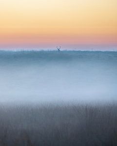 Edelhert in een sfeervol landschap - 4