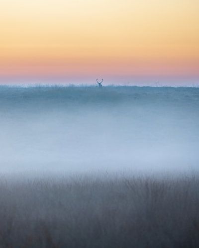 Edelhert in een sfeervol landschap - 4 van Sander Grefte