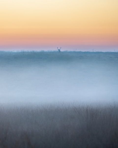 Rotwild in einer stimmungsvollen Landschaft - 4 von Sander Grefte