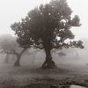 Foggy tree I von Michael Schulz-Dostal