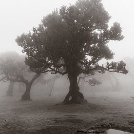 Foggy tree I sur Michael Schulz-Dostal