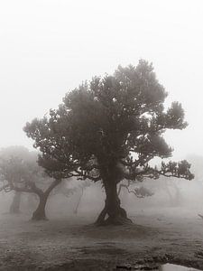 Foggy tree I