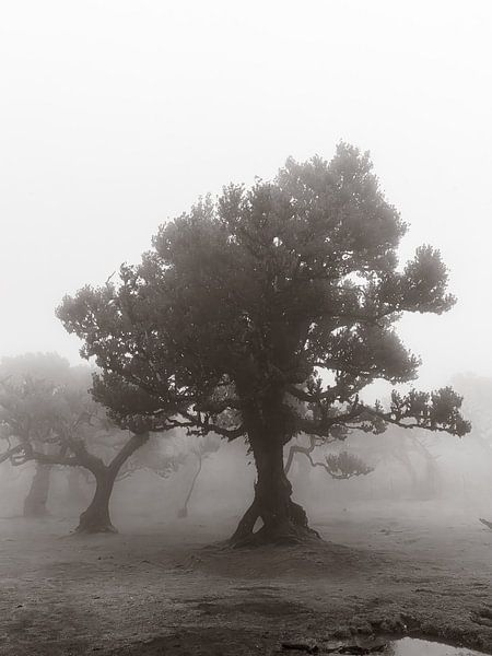Foggy tree I by Michael Schulz-Dostal