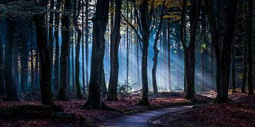 Forêt fantôme 3 sur Nuance Beeld