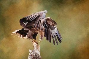 Europäischer Weißkopfseeadler landet mit Beute auf einem Baumstumpf.