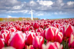 Bloeiende tulpen in het voorjaar