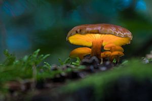 Champignon dans la forêt de conte de fées