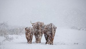 Hintern im Schnee...
