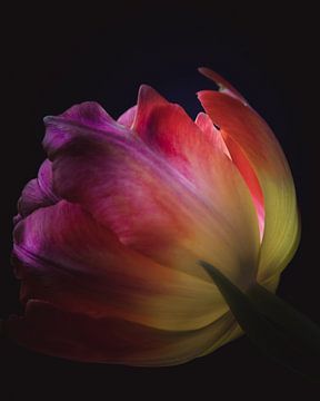 Colorful tulip petals dark & moody van Sandra Hazes