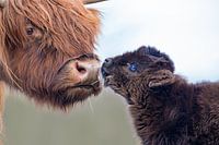 Schotse Hooglanders