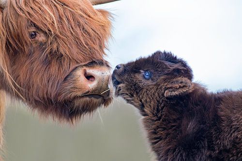Les Highlanders écossais
