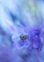 Watercolour photograph of a purple/blue Akelei.