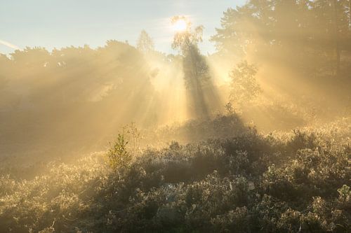 zwaar geschut op de heide