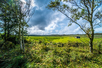 Bomen en weiland  op Terschelling