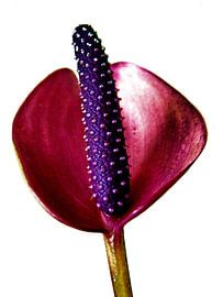 Anthurium