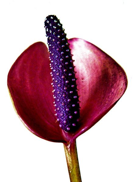 Anthurium van Jessica Berendsen