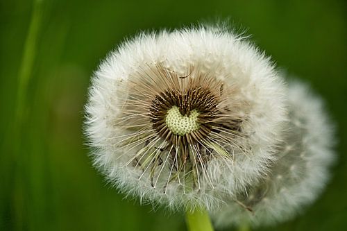 Paardenbloem