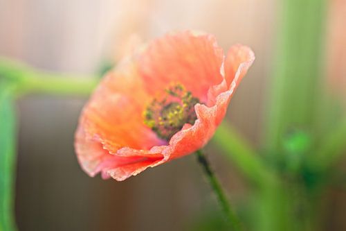 Foggy Poppy