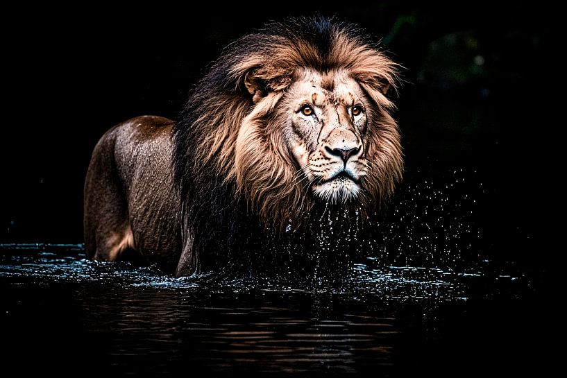 Mächtiger Löwe auf dem Wasser von Art & Soul Creations