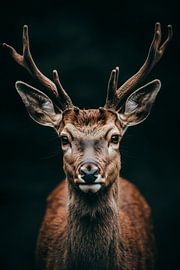 Deer by Poster Art Shop