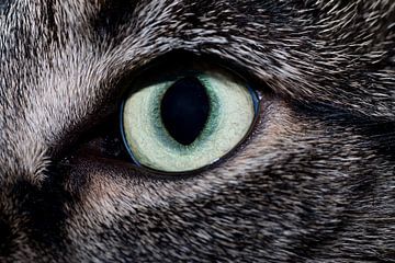 closeup van een kattenoog van een zwarte kat