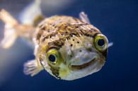The smiling puffer fish - a friendly face from the ocean by Triki Photography thumbnail