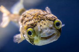 Der lächelnde Kugelfisch - ein freundliches Gesicht aus dem Meer