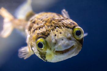 Le poisson-globe souriant - un visage amical de l'océan