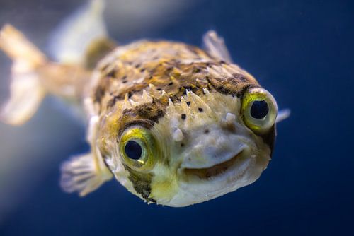 Le poisson-globe souriant - un visage amical de l'océan