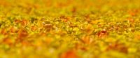 Geel gekleurde tulpen van Menno Schaefer thumbnail