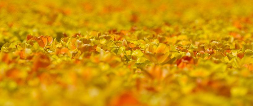 Geel gekleurde tulpen van Menno Schaefer