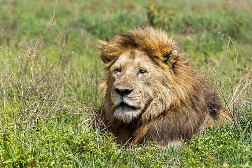 Gros plan Portrait d'un lion