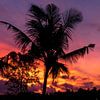 Zonsondergang op Bali met palmbomen van road to aloha