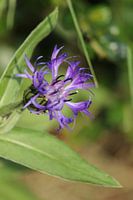 bleuet violet