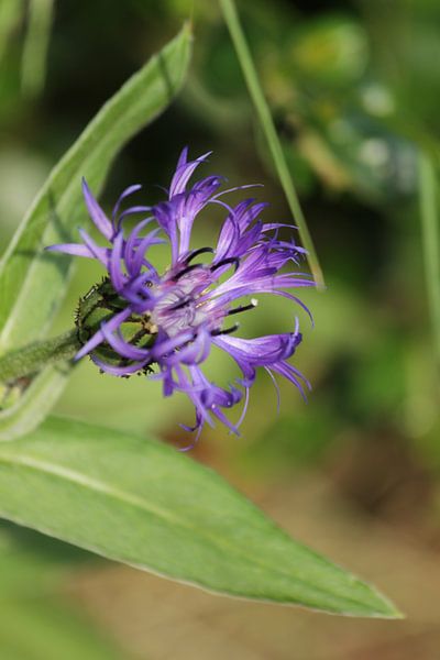 bleuet violet par Anke Winters