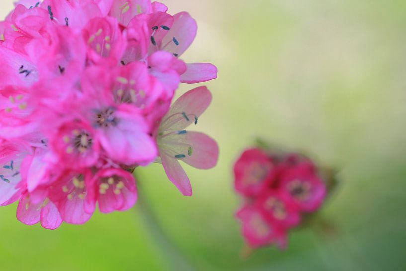 Roze en Groen Komt Samen van Ingrid Leegte