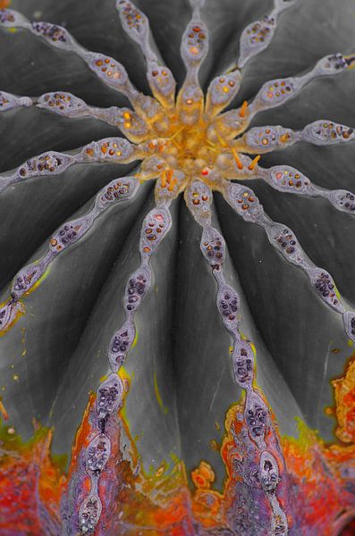 Cactus en feu par De Rover