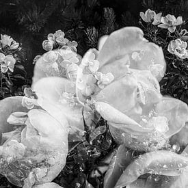 Rose petals in fairyland in black and white