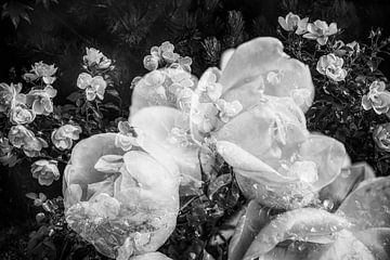 Rosenblüten im Märchenland in Schwarzweiss