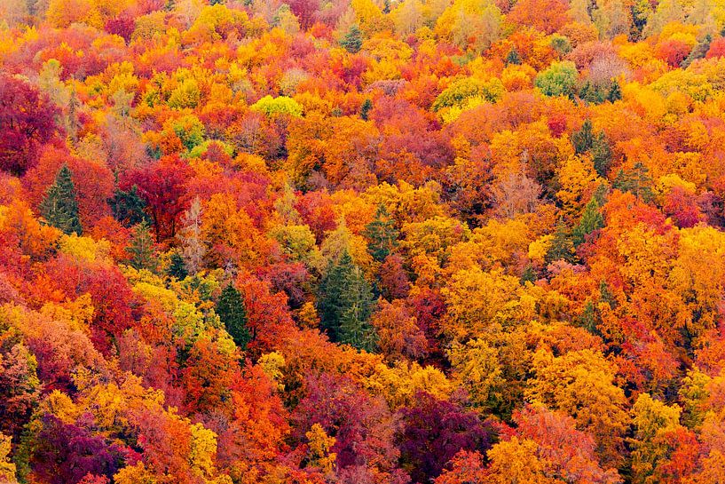 Farbenfroher Mischwald im späten Herbst von Robert Ruidl