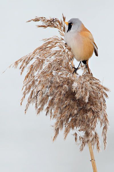 Baardman in het riet in de winter van Jeroen Stel